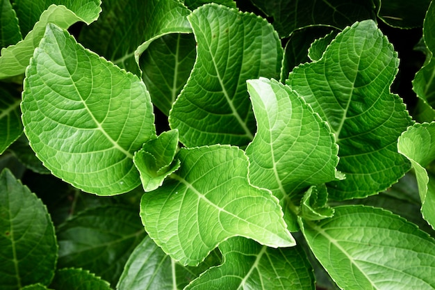 Free photo closeup beautiful green leaves