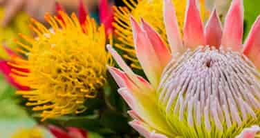 Free photo closeup  of beautiful king protea fynbos flowers in a pond