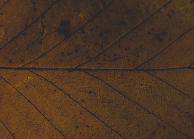 Макрофотография красивых листьев текстуры