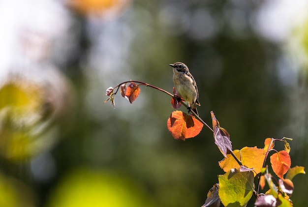 Closeup of a beautiful little bird on a tree branch under the sunlight