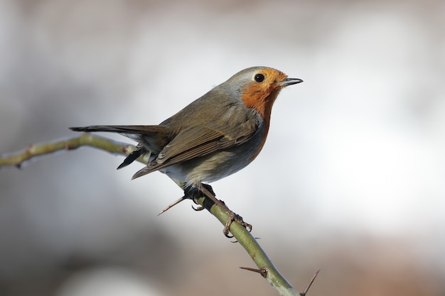Closeup of beautiful little European robin on a prickly branch against a blurry background