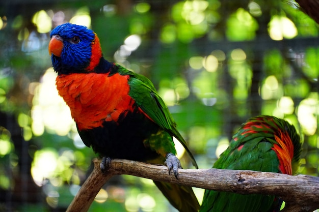 Closeup of beautiful Loriini parrots