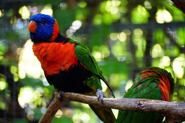 Крупным планом красивых попугаев Лориини