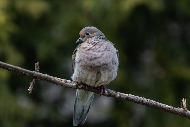 小枝で休んでいる美しい喪鳩のクローズアップ