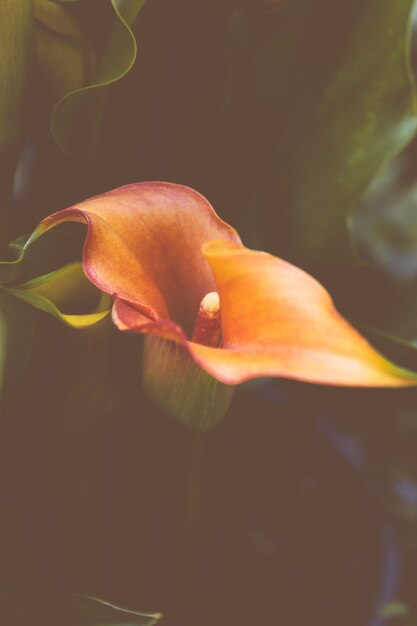 Closeup of a beautiful orange Ceratostylis orchid in a forest