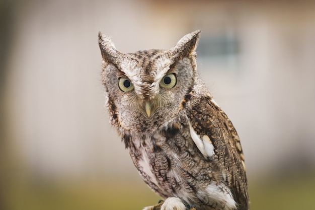 美しいフクロウのクローズアップ