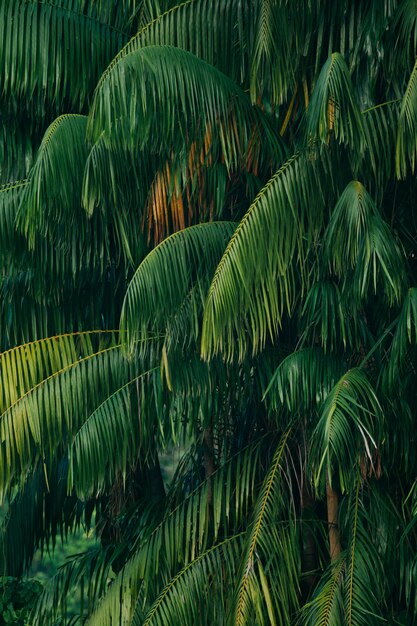 Closeup of beautiful palm trees background