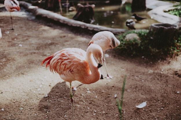 Closeup of beautiful pink flamingos in a tropical park