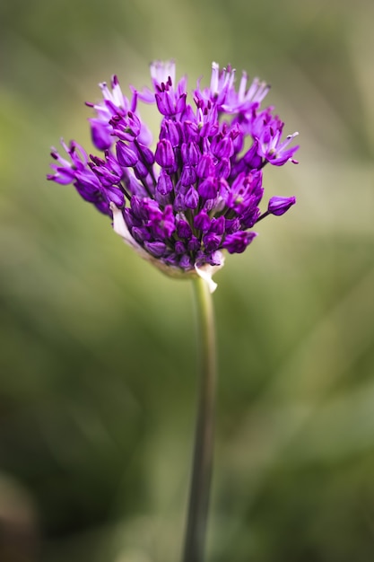 美しい紫色のネギの花のクローズアップ