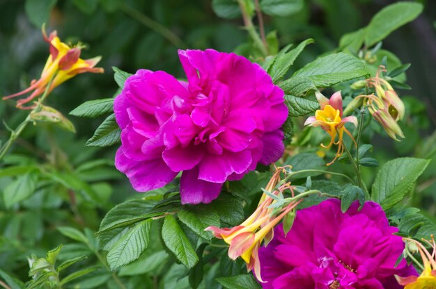 아름다운 보라색 해변 장미 Rosa rugosa 관목의 근접 촬영