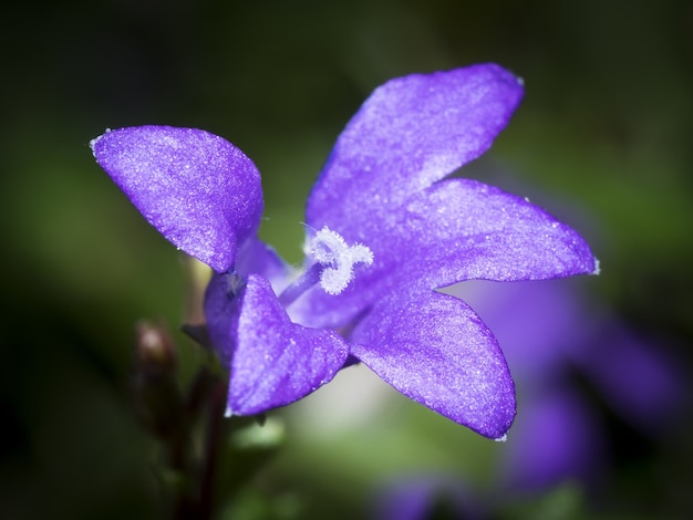 Closeup  of a beautiful purple flower 