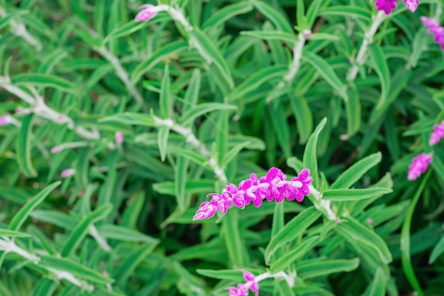 Free photo closeup of a beautiful purple ornamental sage flower bush selective focus beautiful summer garden purple flower blossom background