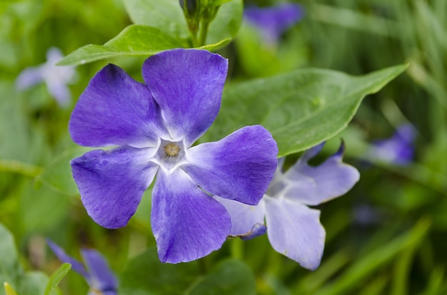 Closeup of a beautiful purple periwinkle flower surrounded by green leaves