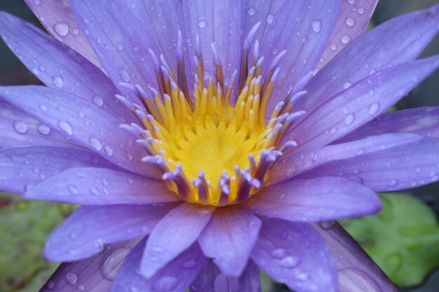 Closeup of beautiful purple tropical water lily peacefully floating on the water