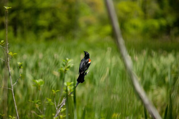 Closeup of a beautiful red-winged blackbird sitting on  a branch with a blurred grassy background