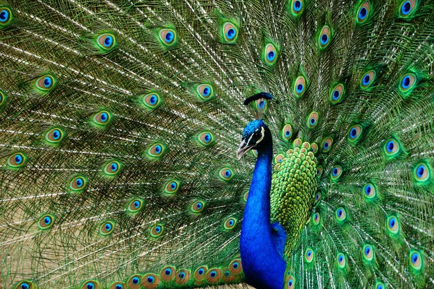 Closeup beautiful shot of a peacock with its tail open