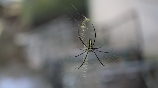 웹에서 아름다운 거미의 근접 촬영