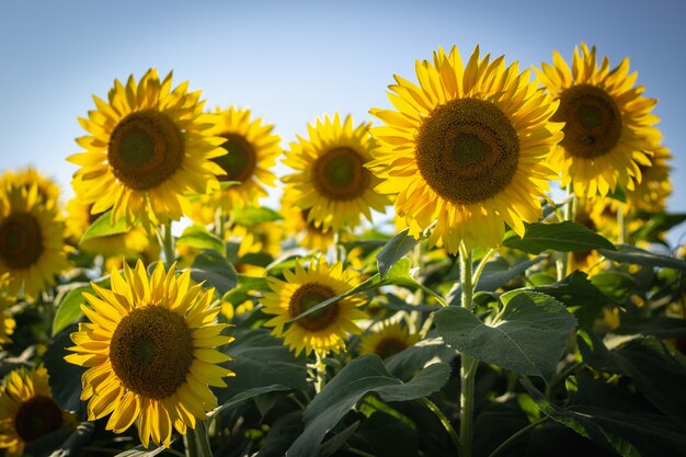Closeup of beautiful sunflowers in a sunflower field