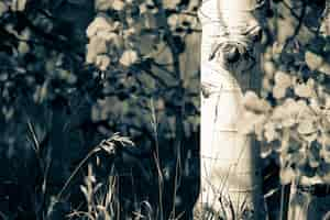 Free photo closeup of a beautiful tree in a forest