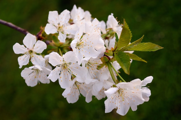 Closeup beautiful white flowers