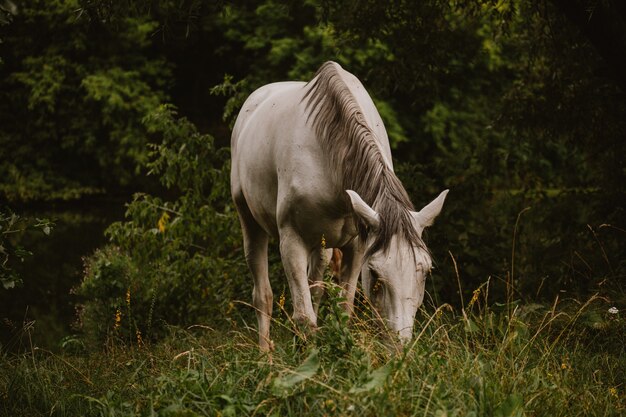 Closeup of a beautiful white horse on a grassy field with trees in the