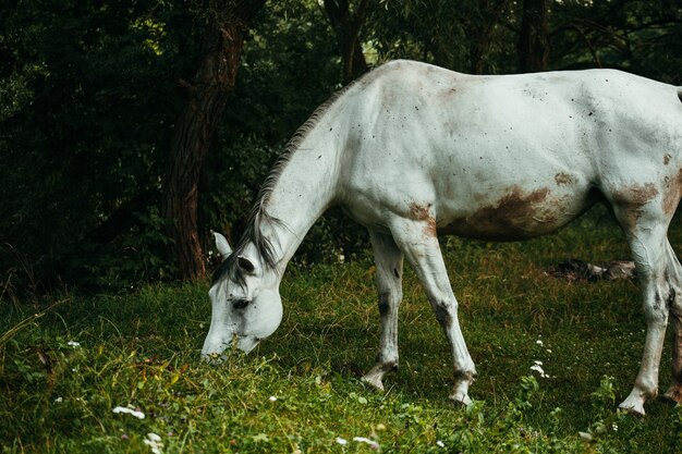 Closeup of a beautiful white horse on a grassy field with trees