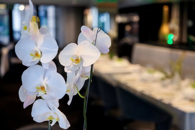 Крупным планом красивых белых орхидей в месте проведения