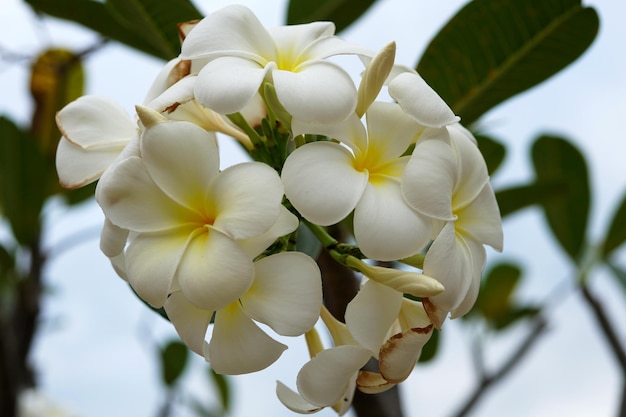 Closeup beautiful white plumeria obtusa flower