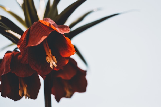 Closeup of beautiful wild red lilies on a white background