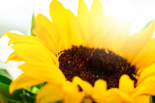Макрофотография красивый желтый цветок Гербер с красивым дневного света. Горизонтальный.