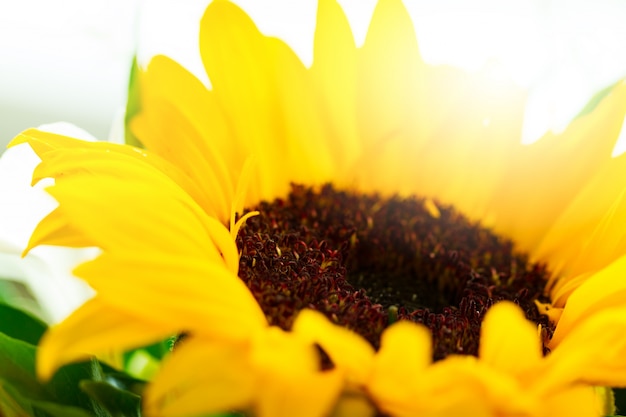 美しい昼光と美しい黄色の花のガーバーの拡大写真。水平。