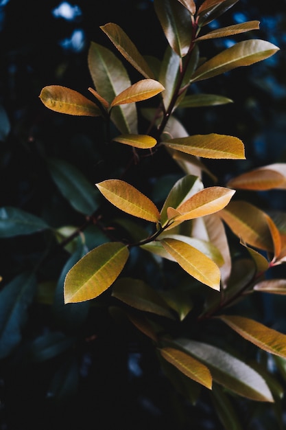 Closeup of beautiful yellow leaves of a plant in a botanical garden