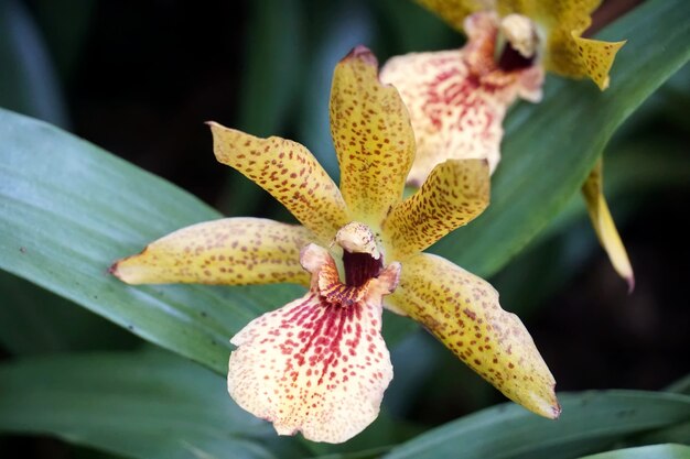 美しい黄色のヒキガエルユリの花のクローズアップ