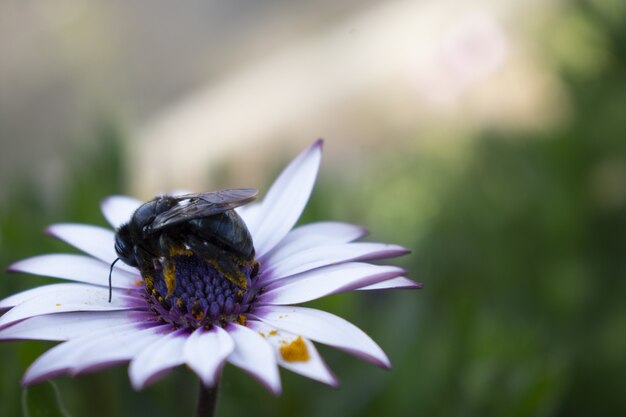 Closeup  of a bee on a beautiful flower