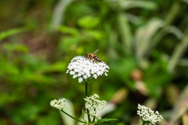 Closeup of a bee on cow parsley surrounded by greenery in a field under the sunlight