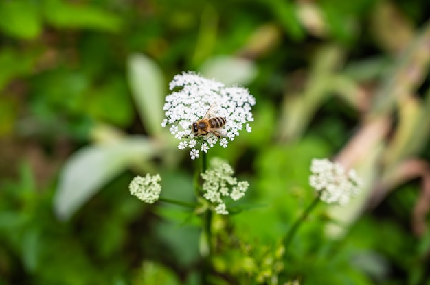 Closeup of a bee on cow parsley surrounded by greenery in a field under the sunlight
