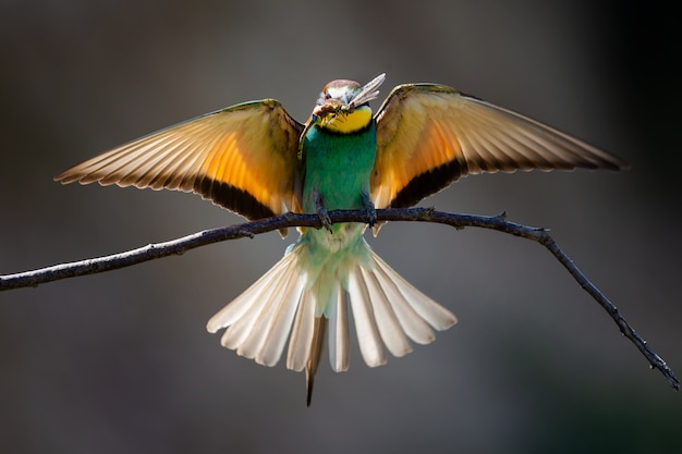 햇빛 아래에서 잠자리를 먹는 Bee-eater의 근접 촬영