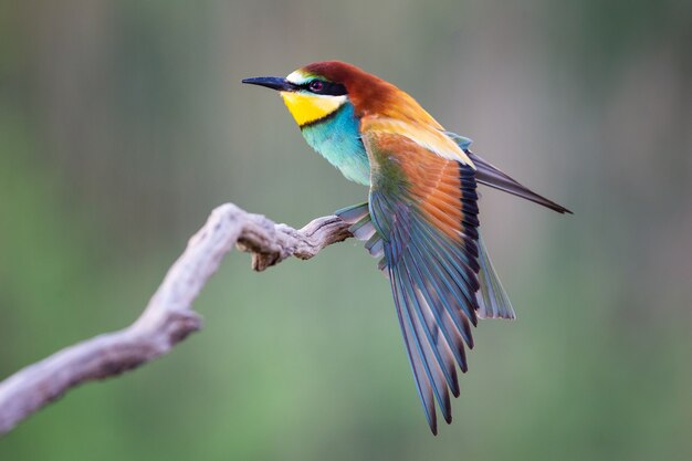 Closeup of a Bee-eater standing on a tree branch under the sunlight