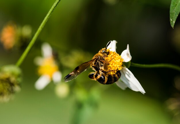 Крупный план пчелы и цветка в саде