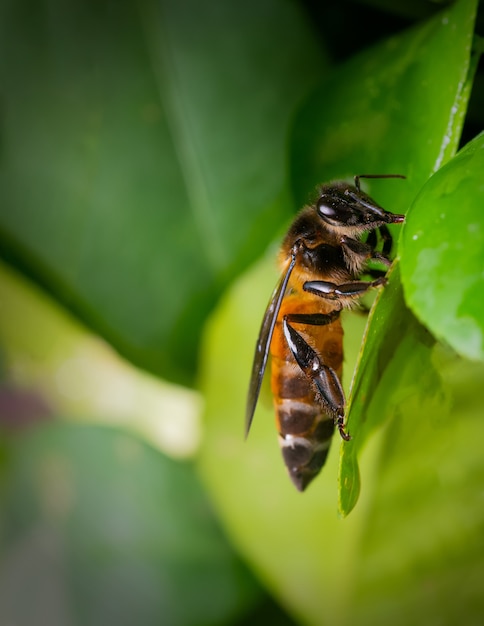 Крупным планом пчелы на листе растения