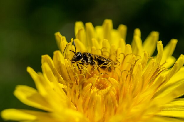야생에서 꽃이 만발한 노란 꽃에 수분하는 꿀벌의 근접 촬영