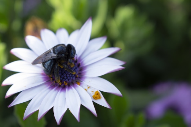 Closeup  of a bee sitting on a beautiful African daisy