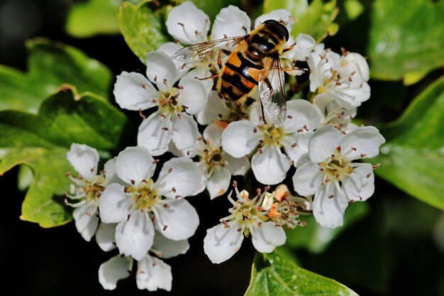 Крупным планом пчела сидит на белом цветке в поле недалеко от города Рейссен в Нидерландах