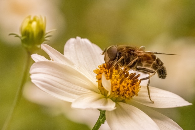 Primo piano di un'ape su un fiore bianco in un campo sotto la luce del sole con uno sfondo sfocato