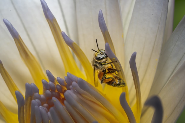 ライトの下で白い花に蜂のクローズアップ