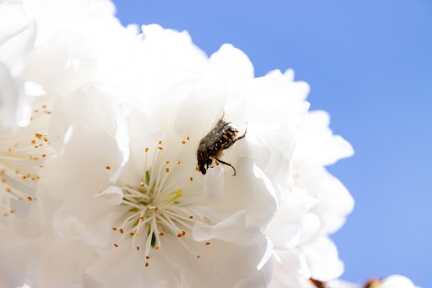 白い花の上の蜂のクローズアップ