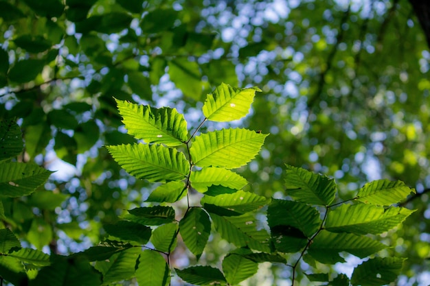 흐린 된 녹색 잎이 많은 잎의 너도 밤나무 유형의 근접 촬영