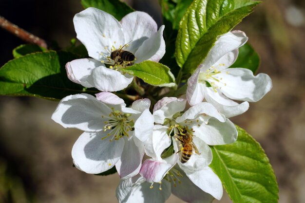 Closeup of bees collecting nectar from a white cherry blossom flower on a sunny day