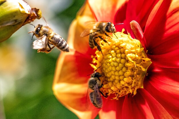 Крупным планом пчелы на красном цветке в поле под солнечным светом с размытым фоном