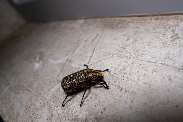 Closeup of a beetle on the floor